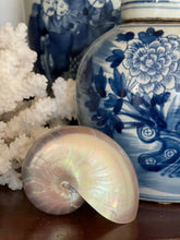 Pearl Nautilus Shell  4" - 5"