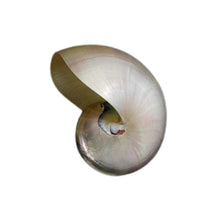 Pearl Nautilus Shell  2" - 3"