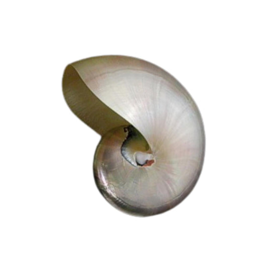 Pearl Nautilus Shell  4" - 5"