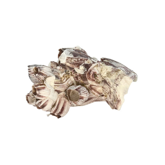Barnacle Cluster 3" - 5"