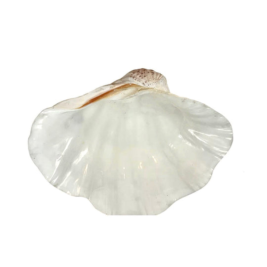 Tridacna Gigas, Rare Giant Clam Shell, 12" x 9" x 4"