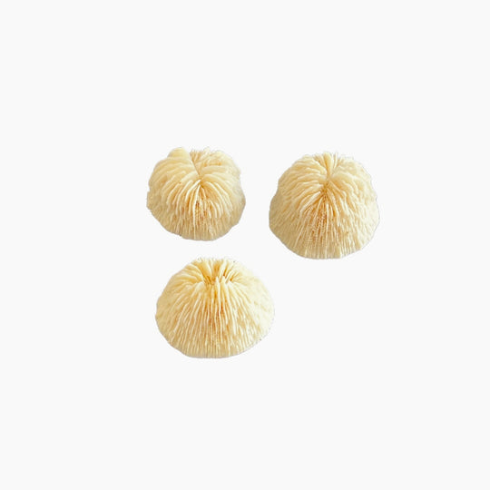Cupped Mushroom Coral