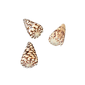 Conus Marmoreus Shells Size, 2" - 3" Set of 3