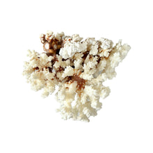 Brown Stem Coral 7" L x 5" W x 7" H