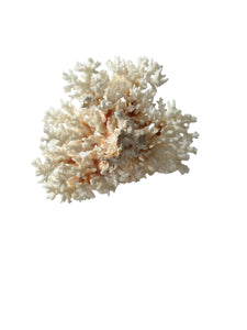Lace Coral  7" L x 7" D x 5" H