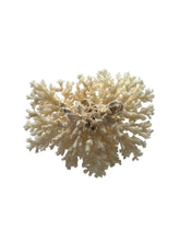 Lace Coral  7.5" L x 5" D x 6" H