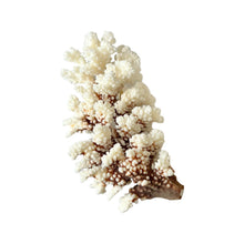 Brown Stem Coral 8" L x 6" W x 6" H