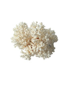 Lace Coral  7" L x 7" D x 5" H