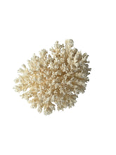 Lace Coral  7.5" L x 5" D x 6" H