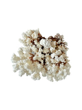 Brown Stem Coral 7" L x 5" W x 7" H