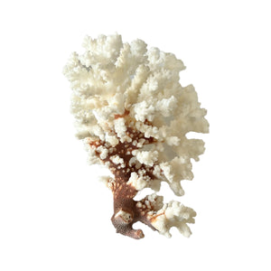 Brown Stem Coral 8" L x 6" W x 6" H