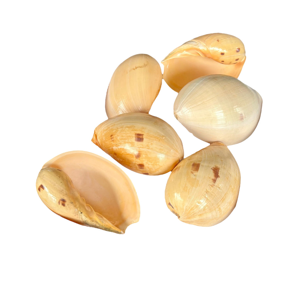 Indian Melon Shell, 6
