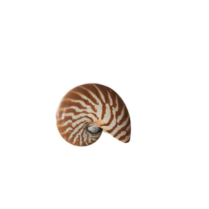 Natural Nautilus Shell Medium , 4" - 5"