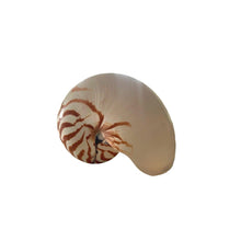 Natural Nautilus Shell, Large