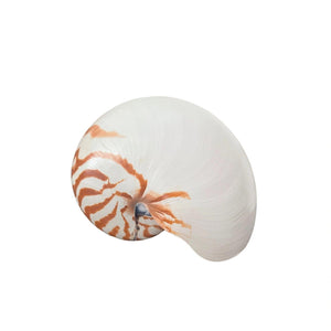 Natural Nautilus Shell, Large