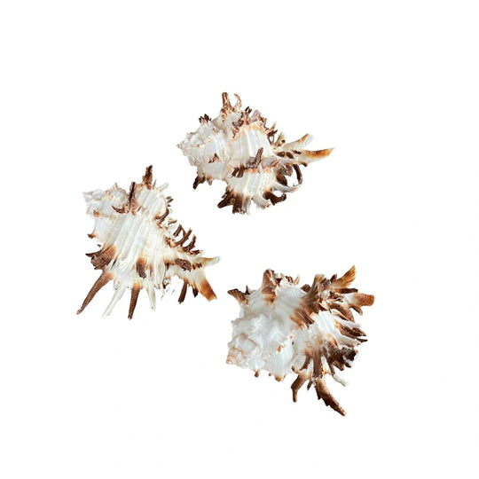 Murex Indivia Longspine Shell
