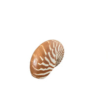 Natural Nautilus Shell Medium , 4" - 5"