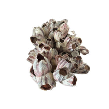 Barnacle Cluster 12" - 14"