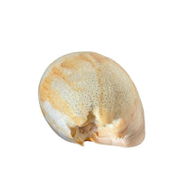 Melo Umbilicatus Shell, 9"- 10", Large