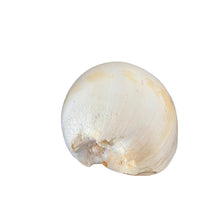 Melo Umbilicatus Shell, 9"- 10", Large