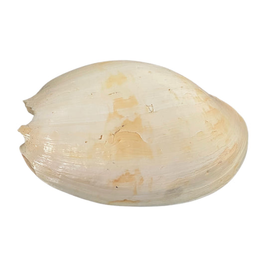 Melo Umbilicatus Shell, 9"- 10", Large