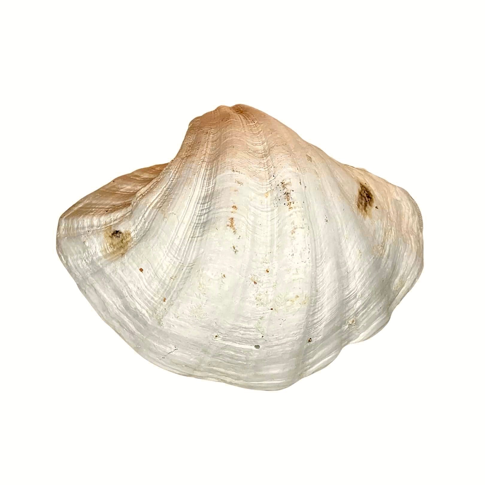 Whole Tridacna Gigas Clam Sea Shells  Sea shells, Shells, Giant clam shell