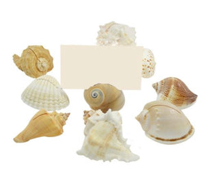 Seashell Place Card Holder