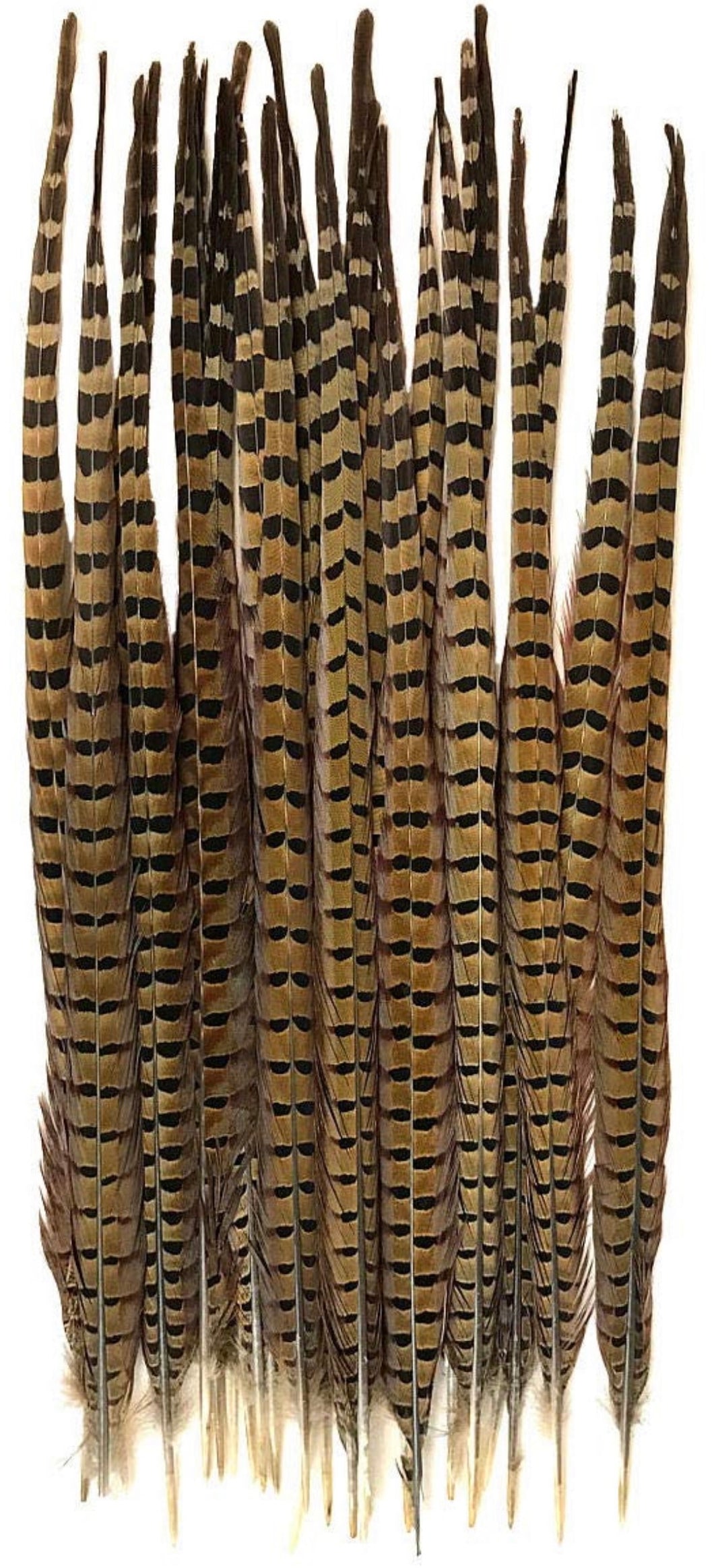 American Ringneck Pheasant Feather, Set of 6 – Luxe Curations