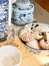 Natural Nautilus Shell, Large