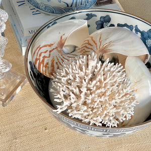 Natural Nautilus Shell, Large