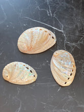 Silver Abalone Seashells, 1 - 2", Set of 3