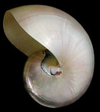Pearl Nautilus Shell  4" - 5"