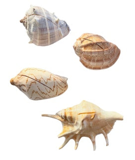 Seashell Place Card Holder