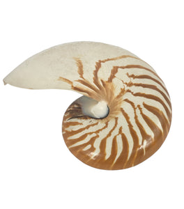 Vintage Natural Nautilus Shell, Bisected