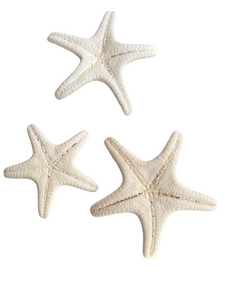 Starfish Knobby White