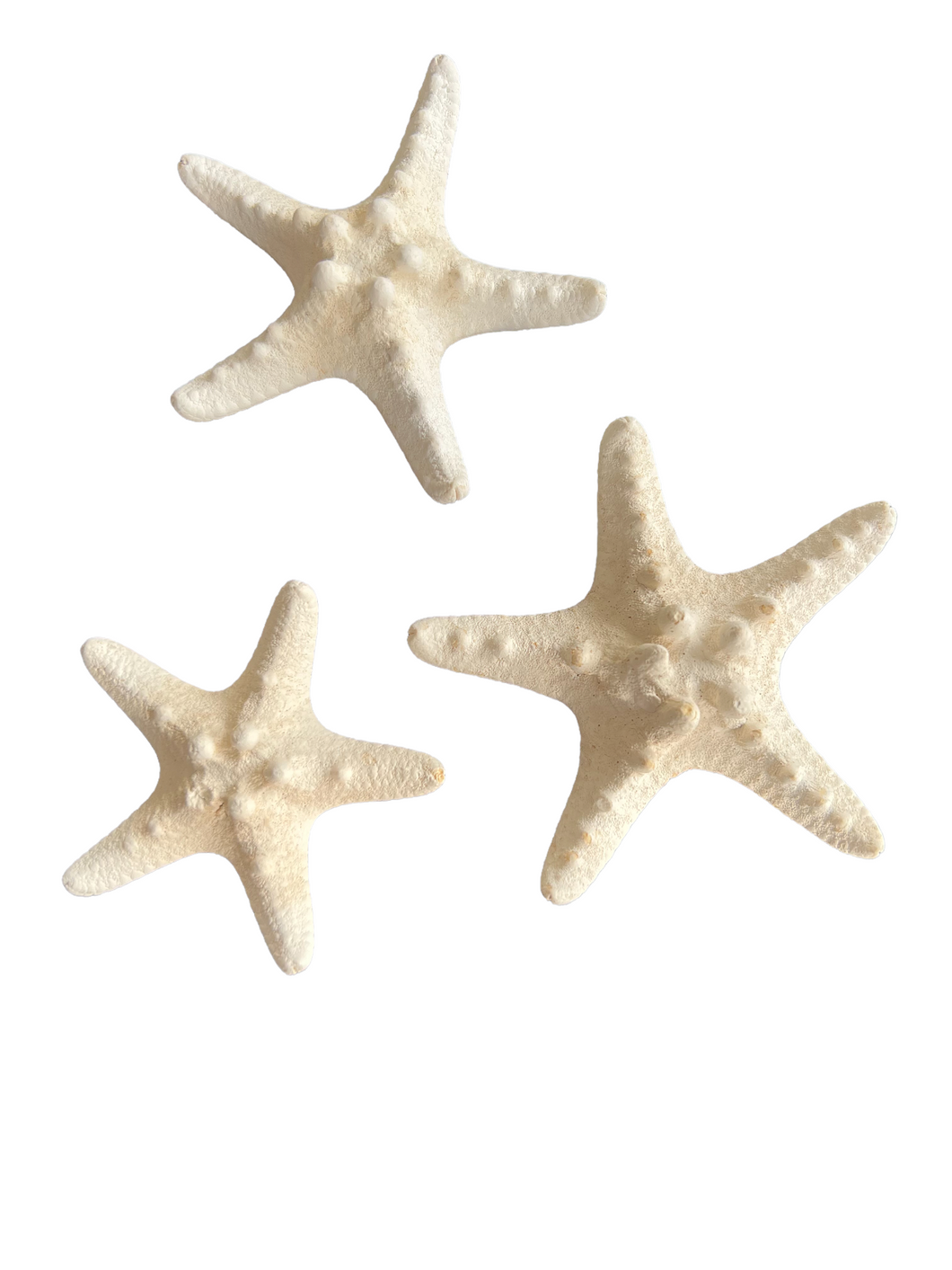 Starfish Knobby White