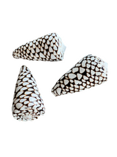 Conus Leopardus Shells Size, 3"