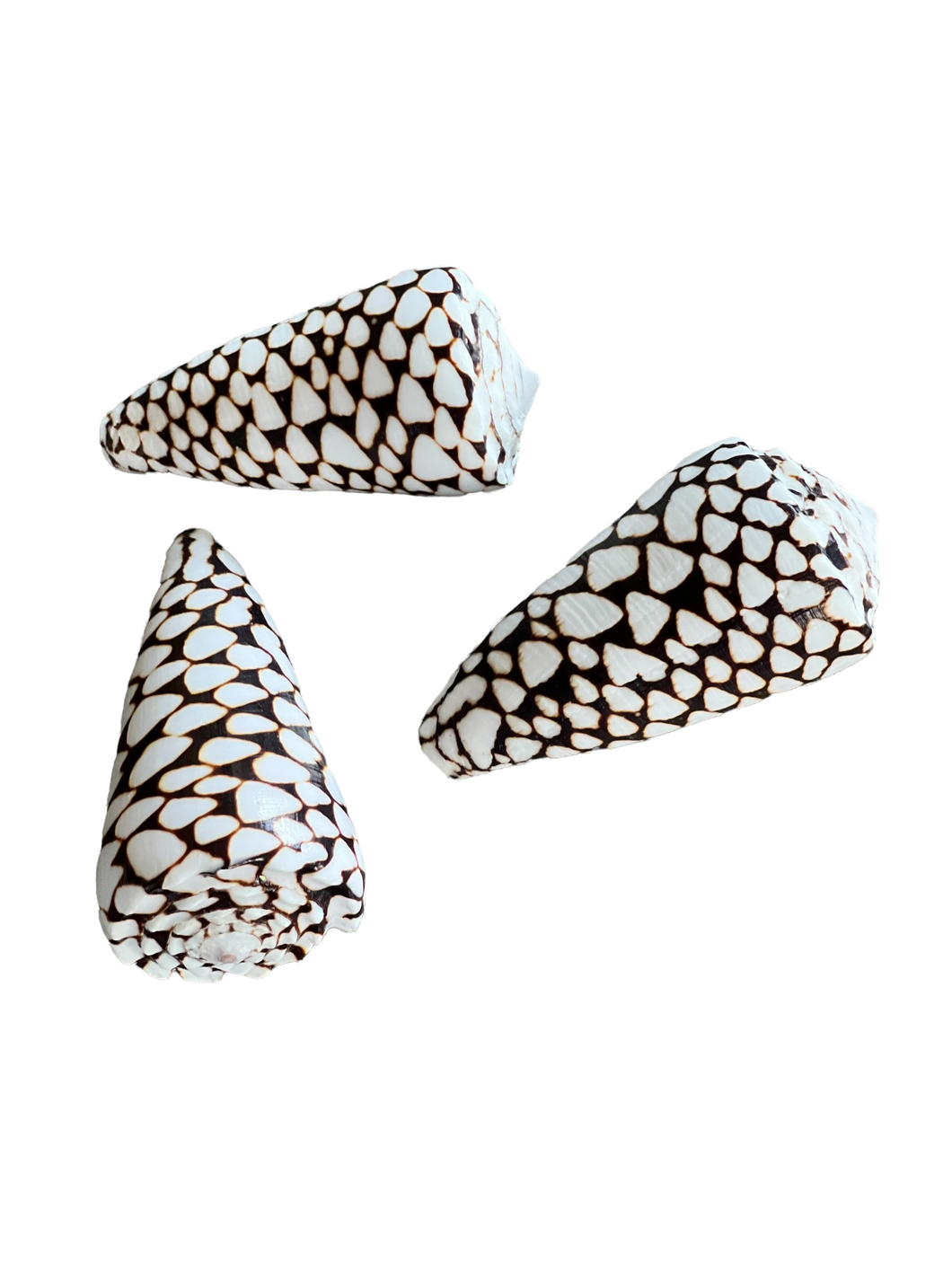Conus Leopardus Shells Size, 3