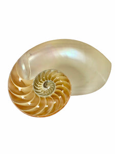 Vintage Natural Nautilus Shell, Bisected