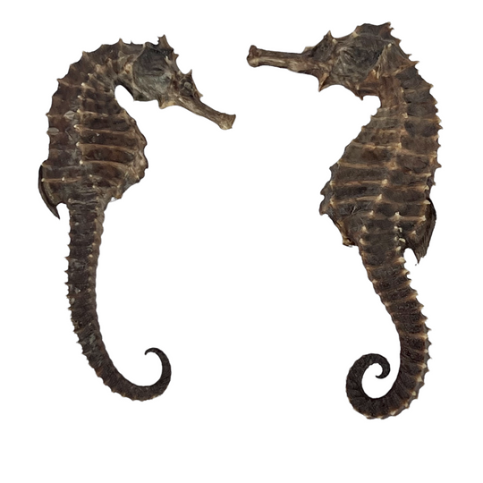Pair of Vintage Seahorse Skeletons