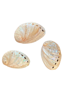 Silver Abalone Seashells, 1 - 2", Set of 3