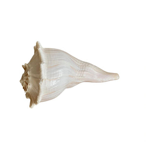 Florida Welk Natural Sea Shell 7" - 8", Medium