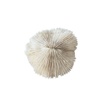 Mushroom Coral 5" - 7"