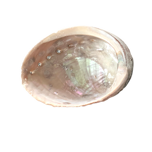 Rainbow Abalone Shell, 3.5" - 4"
