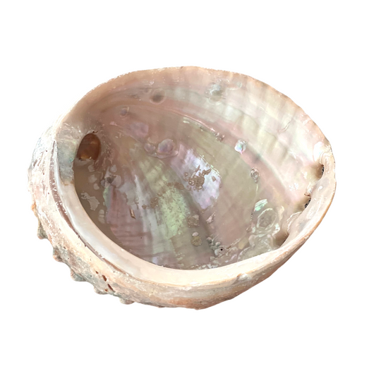 Rainbow Abalone Shell