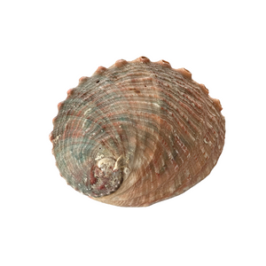 Rainbow Abalone Shell, 3.5" - 4"