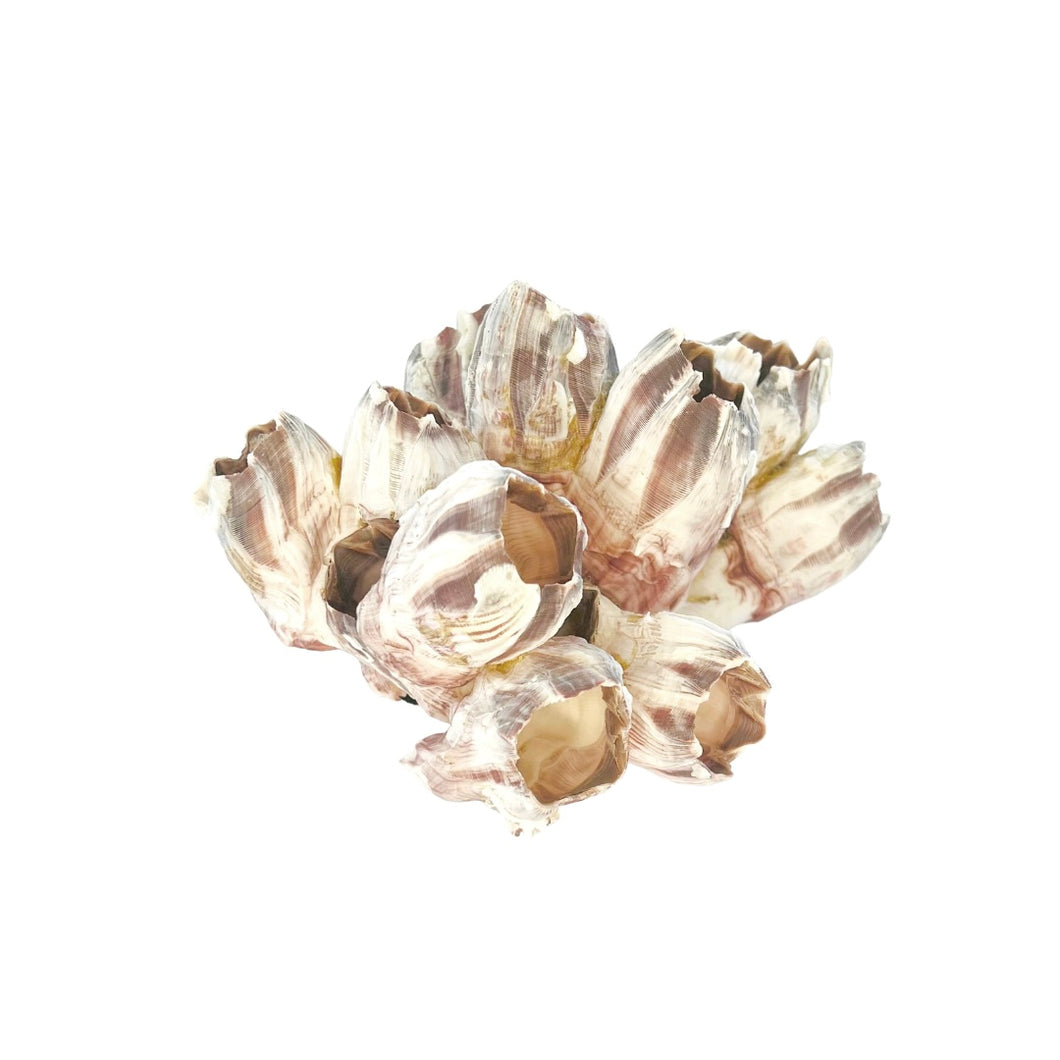 Barnacle Cluster 7
