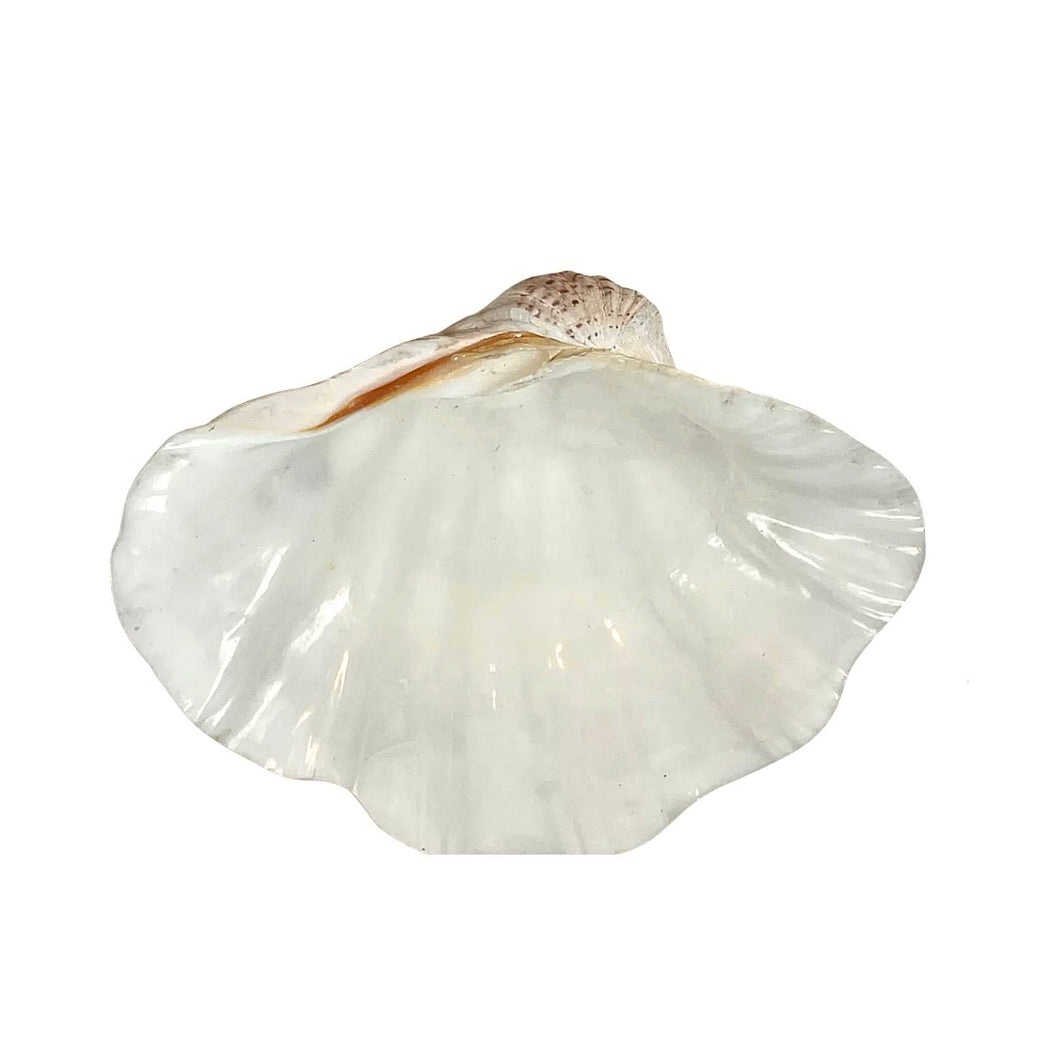 Tridacna Gigas, Rare Giant Clam Shell, 12