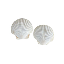 White Scallop Shell 4 - 5", Set of 2