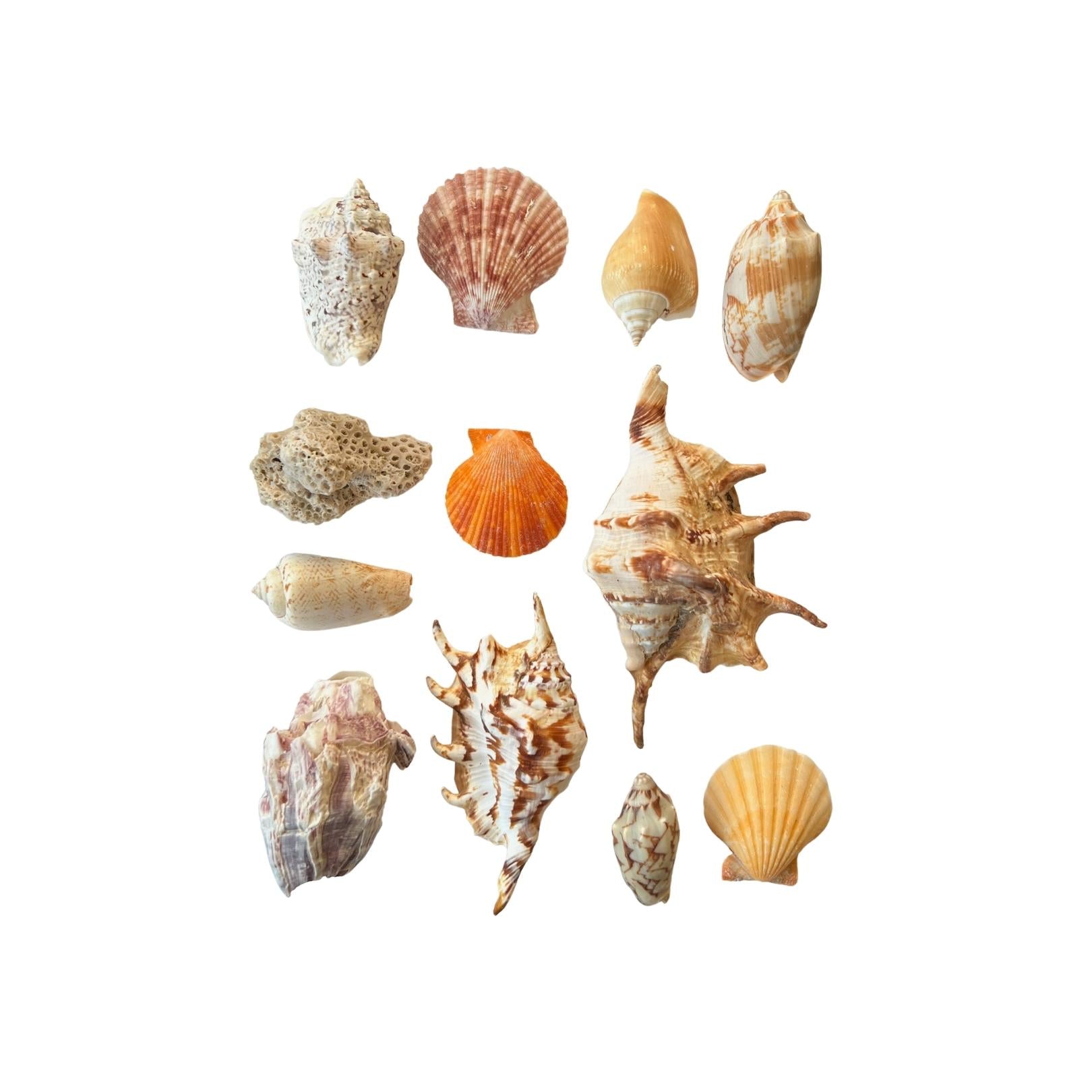 12 Sea Shell Collection - Assorted Mix 1-3 – Luxe Curations